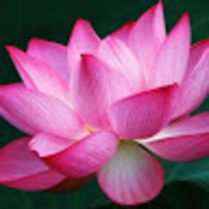 Meet your Posher, Jaipaul